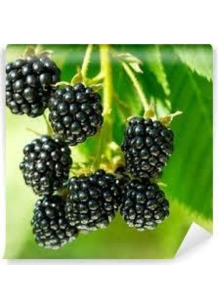 30 Adet Tohum Eko Paket Böğürtlen Tohumu Ahududu Tohumu Ithal Süpriz Hediye Bonsai Ağacı Tohumu