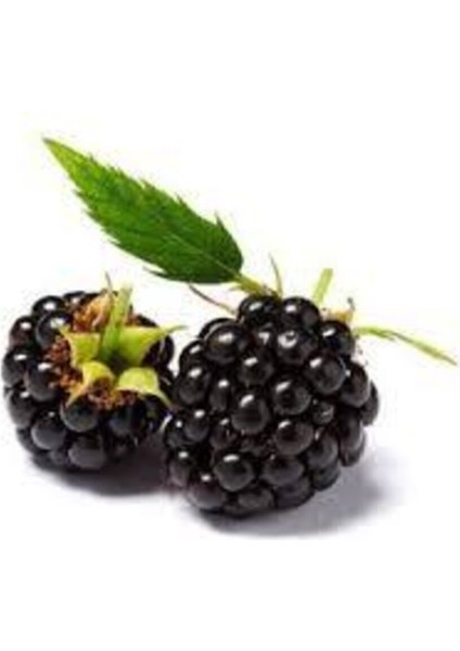 30 Adet Tohum Eko Paket Böğürtlen Tohumu Ahududu Tohumu Ithal Süpriz Hediye Bonsai Ağacı Tohumu fiyatları