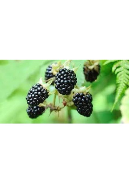 30 Adet Tohum Eko Paket Böğürtlen Tohumu Ahududu Tohumu Ithal Süpriz Hediye Bonsai Ağacı Tohumu modelleri