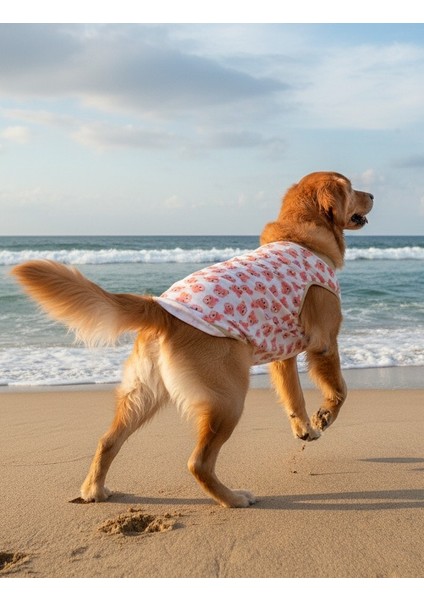 Orta ve Büyük Irk T-Shirt Pius modelleri