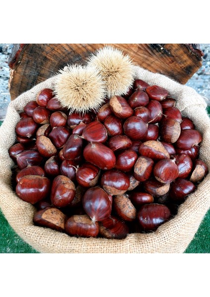 Gümeli Aşı Kestanesi - Orta Boy, Yeni Sezon Taze Doğal (500 G) modelleri