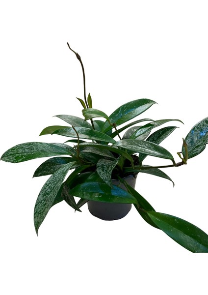 Hoya Pubicalyx 'silver Spots' (Mum Çiçeği)