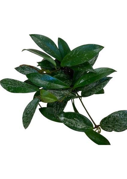 Hoya Pubicalyx 'silver Spots' (Mum Çiçeği) fiyatları