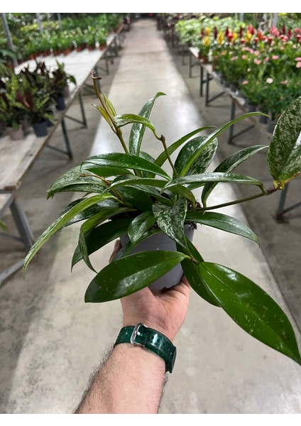 Hoya Pubicalyx 'silver Spots' (Mum Çiçeği) modelleri