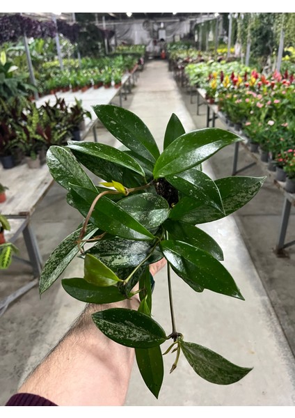Hoya Pubicalyx 'silver Spots' (Mum Çiçeği) fırsatları