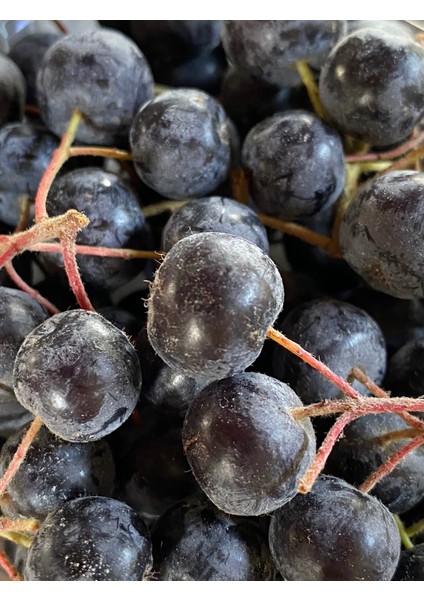 Taze Aronya Meyvesi 3 kg (Tarla Kuşu, Ilaçsız, Doğal Üretim, Yeni Hasat) fiyatları