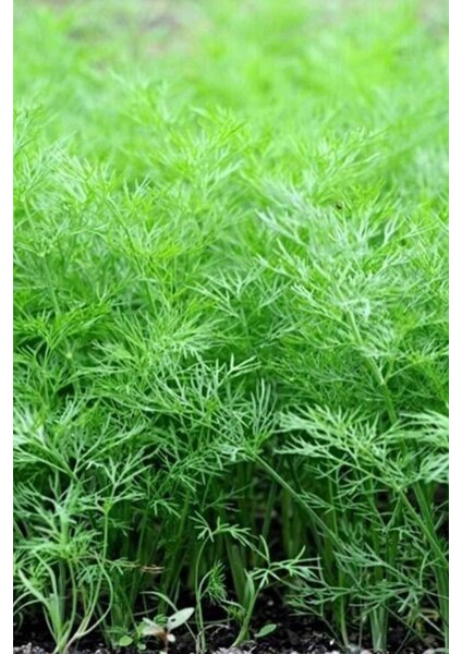 Dere Otu Tohumu 10 gr fiyatları