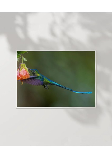 Çiçekle Dans Eden Kuş Poster fiyatları