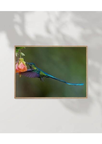 Çiçekle Dans Eden Kuş Poster modelleri