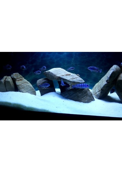 Premium Kalsiyum Karbonatlı Beyaz Akvaryum Kumu 0,5 mm 2 kg - Ciklet Kumu fiyatları