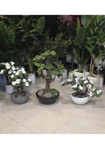 Siyah Yarım Küre Karbonfiber Saksıda Bonsai