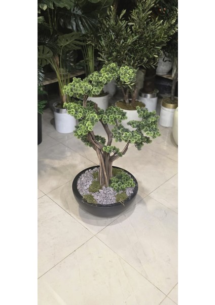 Siyah Yarım Küre Karbonfiber Saksıda Bonsai modelleri