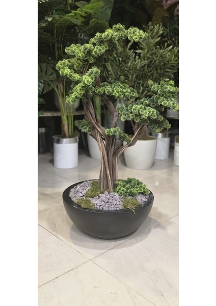 Siyah Yarım Küre Karbonfiber Saksıda Bonsai fırsatları