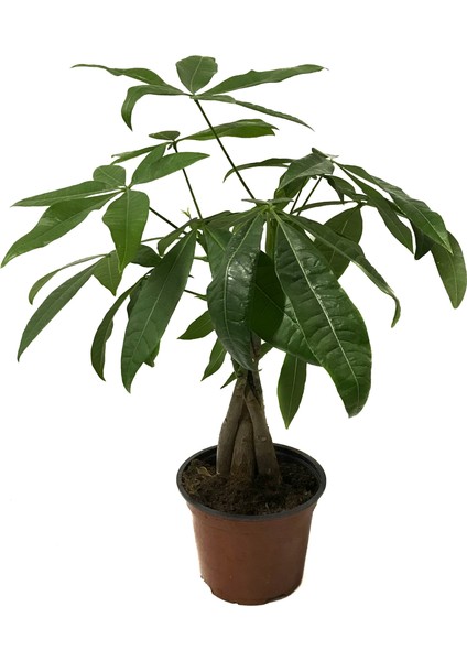 Pachira Aquatica (Para Ağacı)