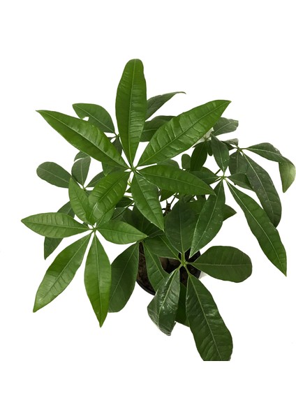 Pachira Aquatica (Para Ağacı) fiyatları