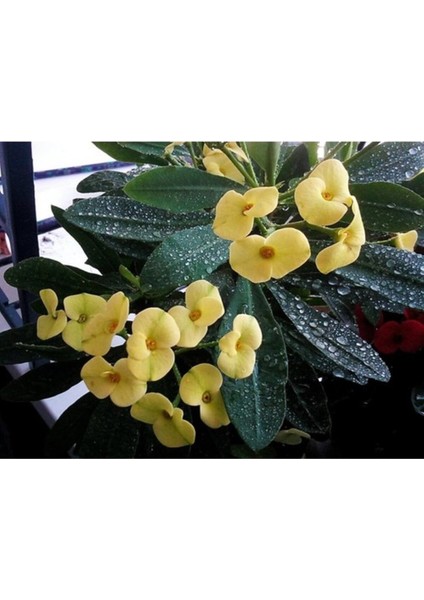 Sarı Dikenler Tacı Çiçeği Fidanı 10-20 cm fiyatları