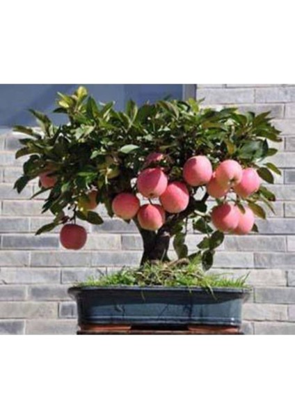 Bodur Bonsai Elma Ağacı Tohumu 5 Adet Tohum Bonzai Tohumu