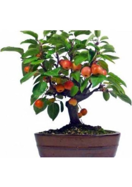 Bodur Bonsai Elma Ağacı Tohumu 5 Adet Tohum Bonzai Tohumu fiyatları
