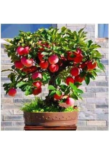 Bodur Bonsai Elma Ağacı Tohumu 5 Adet Tohum Bonzai Tohumu modelleri