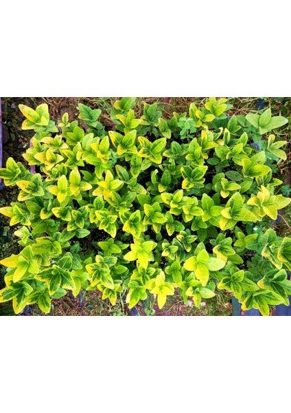 MEZAR - KABİR SARI BİTKİ SETİ - 45 ADET GOLD TAFLAN indirimleri