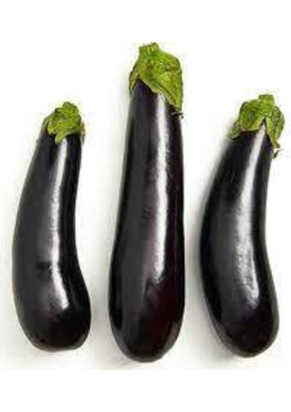 100 Adet Tohum Eko Paket Diyarbakır Pin Kemer Patlıcan Tohumu