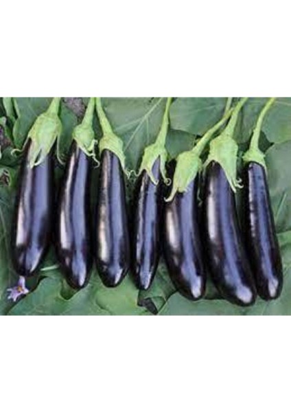 100 Adet Tohum Eko Paket Diyarbakır Pin Kemer Patlıcan Tohumu fiyatları