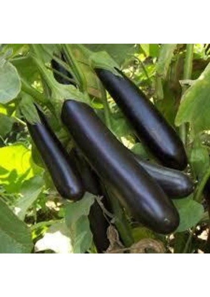 100 Adet Tohum Eko Paket Diyarbakır Pin Kemer Patlıcan Tohumu modelleri