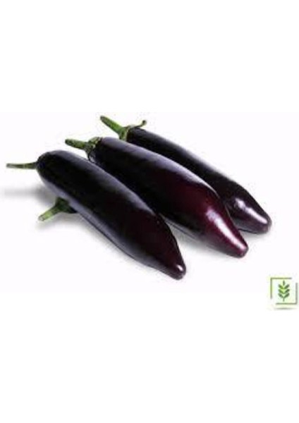 100 Adet Tohum Eko Paket Diyarbakır Pin Kemer Patlıcan Tohumu fırsatları