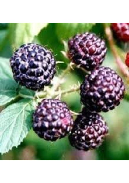 Ithal Nadir Tropikal Ahududu Tohumu Ahu Dudu Kara Böğürtlen Tohum 5 Adet Tohum fiyatları