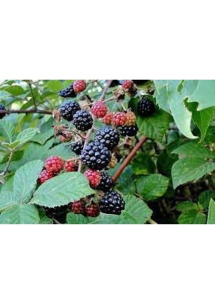 Ithal Nadir Tropikal Ahududu Tohumu Ahu Dudu Kara Böğürtlen Tohum 5 Adet Tohum modelleri