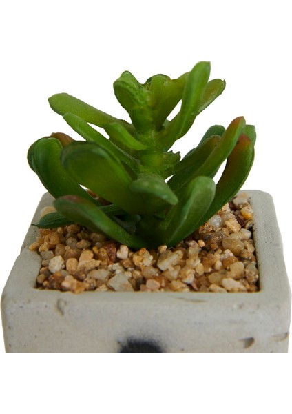 Beton Saksıda Yapay Sukulent - Asorti - 7X10 cm fiyatları