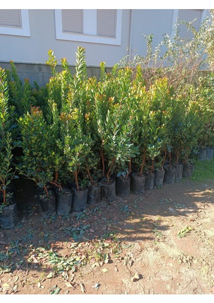 Dağ Çileği Kocayemiş Fidanı fiyatları