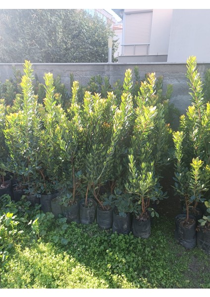 Dağ Çileği Kocayemiş Fidanı modelleri