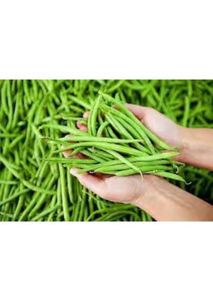 Acebek Tohumu Börülce Tohumu 15 Adet Tohum Fasulye Tohumu