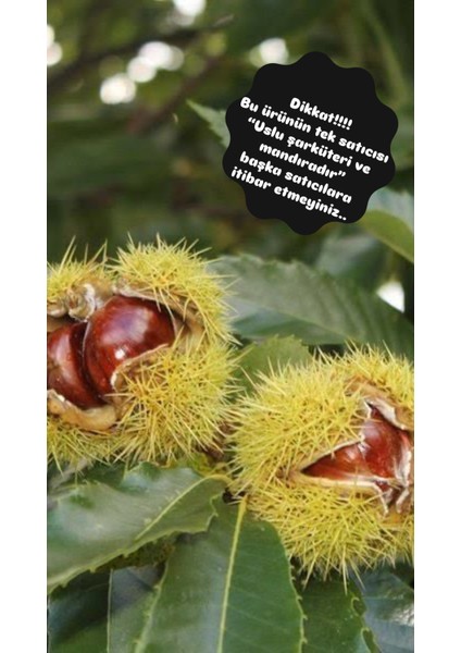 Ödemiş Kebap Kestane Yeni Mahsül 1kg. (Iri Boy) fiyatları