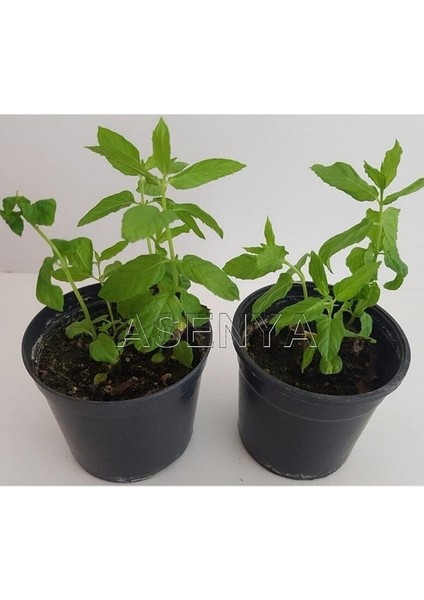 Kokulu Aromalı Doğal Nane Fidanı 2 Adet 10-20 cm fiyatları