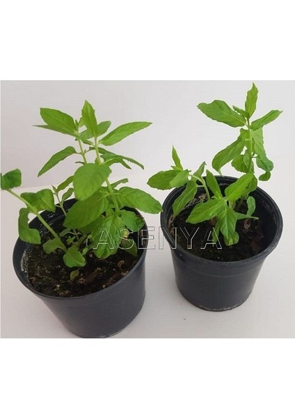 Kokulu Aromalı Doğal Nane Fidanı 2 Adet 10-20 cm modelleri
