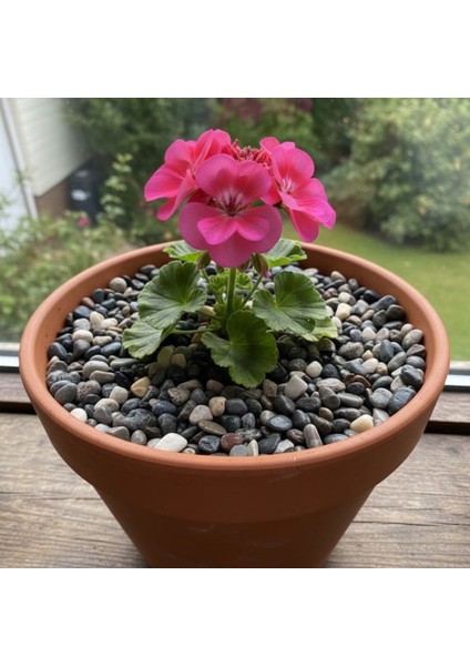 Doğal Dekoratif Akvaryum & Saksı Çakıl Taşı – Karışık Renkli (1 Kg)