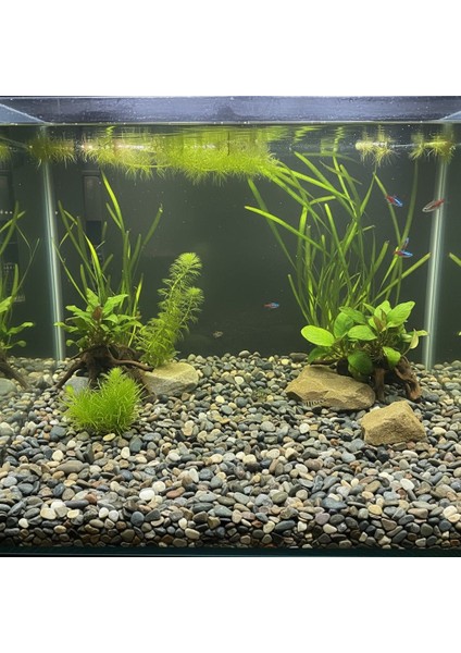 Doğal Dekoratif Akvaryum & Saksı Çakıl Taşı – Karışık Renkli (1 Kg) fiyatları