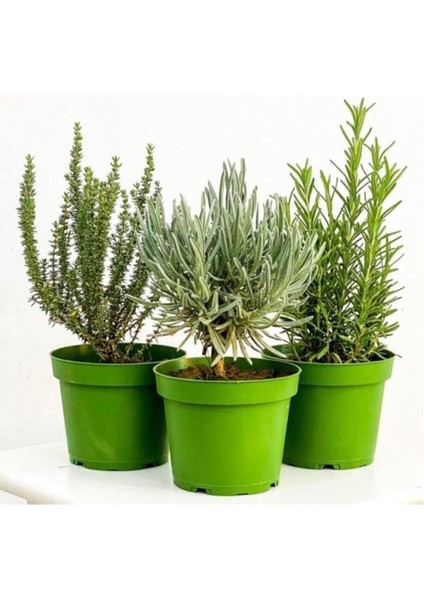 Lavanta Biberiye Kekik 3 Lü Set Aromatik Bitki Seti