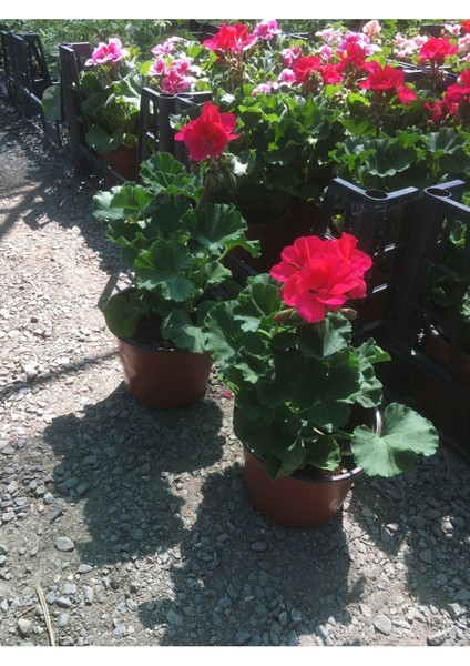 Kırmızı Beyaz Sarı Pembe Sardunya Çiçeği Fidanı 1 Adet 10-20 cm fiyatları