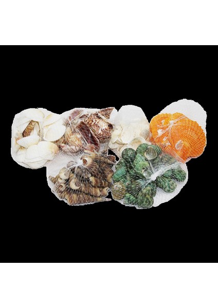 Fileli Midye Deniz Kabuk Vazo Taşı Renkli Mix (5324)