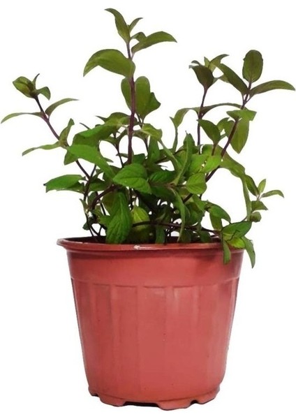 Kekik Nane Itır Fidanı 3 Lü Set 10-20 cm Aromatik Bitki Seti