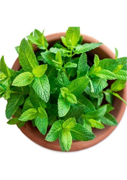 Kekik Nane Itır Fidanı 3 Lü Set 10-20 cm Aromatik Bitki Seti fırsatları