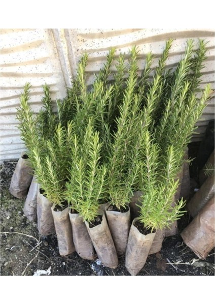 Biberiye Fidanı 5 Adet 10-20 cm (Rosmarinus Officinalis) fiyatları