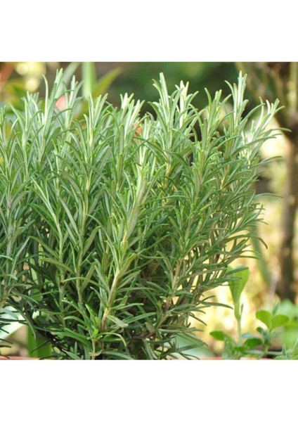 Biberiye Fidanı 5 Adet 10-20 cm (Rosmarinus Officinalis) modelleri