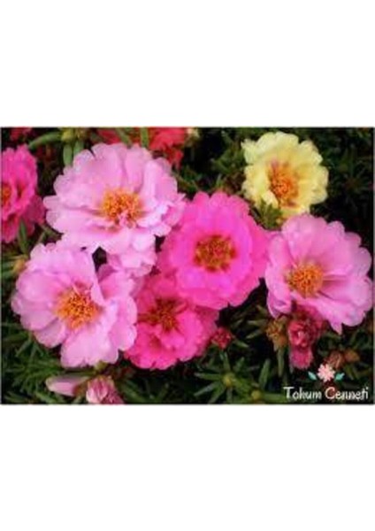 10 Adet Tohum Katmerli Ipek Çiçeği Tohum Ipek Çiçeği Tohumu Sürpriz Hediye Tohumla Gönderilir