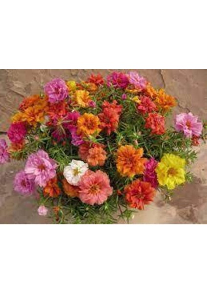 10 Adet Tohum Katmerli Ipek Çiçeği Tohum Ipek Çiçeği Tohumu Sürpriz Hediye Tohumla Gönderilir fiyatları