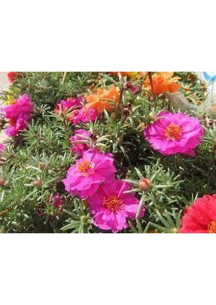 10 Adet Tohum Katmerli Ipek Çiçeği Tohum Ipek Çiçeği Tohumu Sürpriz Hediye Tohumla Gönderilir modelleri