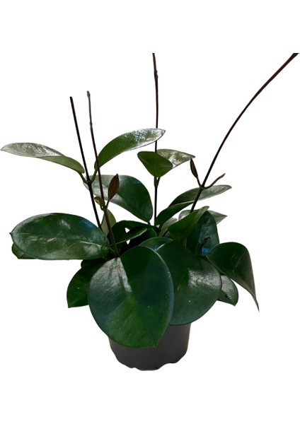 Hoya Australis (Mum Çiçeği)